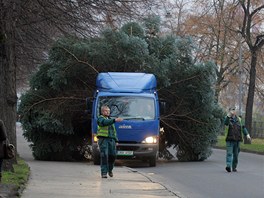 Pevoz a vztyení vánoního stromu v Karlových Varech. Tradiní prostranství ve...