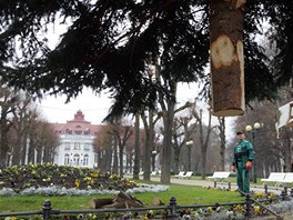 Pevoz a vztyení vánoního stromu v Karlových Varech. Tradiní prostranství ve...