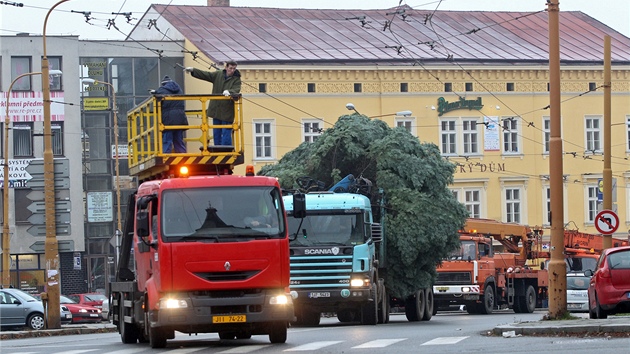 Taha s mohutnou jedl musel doprovzet i servisn vz. Z jeho ploiny pracovnci dohleli na to, aby se strom nezapletl do trolejovch drt. 