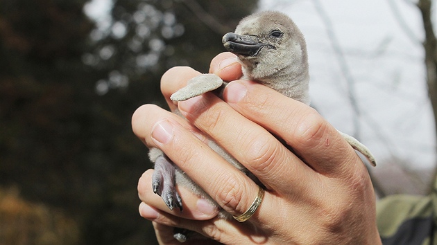 Mluví plzeské zoologické zahrady Martin Vobruba ukazuje malého tuáka. Bhem