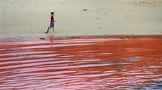 Plá Bondi v Sydney uzavely úady kvli rudé ase (27. 11. 2012)