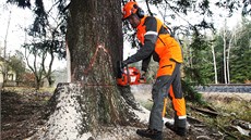 Jako první do stromu symbolicky zakrojil Jií Vorlíek, mistr eské republiky v