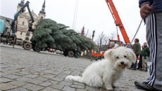 Psa na jihlavském Masarykov námstí více ne pivezený vánoní strom zaujal