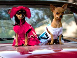 PSÍ MODELKY. Do Havany se sjeli majitelé ps, aby se na kadoroní pehlídce...