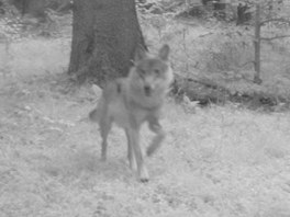 Fotografie vlka z fotopasti v oblasti Hohwaldu, sousedc se luknovskm