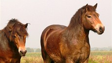 Exmoorský pony Exmoorský pony