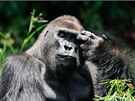 Gorily pat mezi ohroen druhy a jejich stavy v prod nadle klesaj....