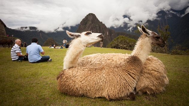 Na Machu Picchu vzhl s obdivem kad. Je to tovrna na dolary, ale kdy u jste na mst, nelitujete...