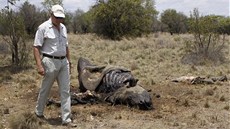 Zabitý nosoroec u jezerea Finfoot v Jihoafrické republice (22. listopadu 2012)