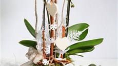 Vánon mete nazdobit i oblíbené orchideje Phalaenopsis. Pouité dekorace...
