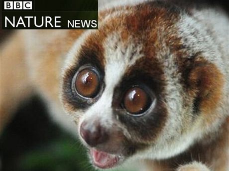Unikátní druh primáta objevili vdci na Borneu. Vypadá roztomile, ale jeho...