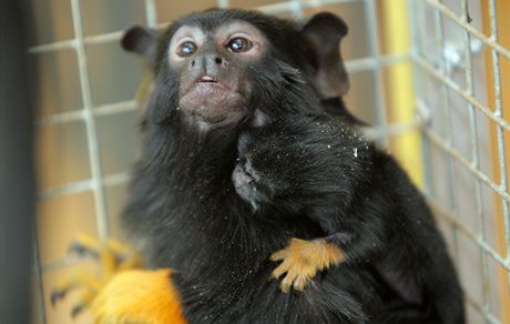 V Zoo Tábor-Vtrovy se narodilo mlád tamarína lutorukého.