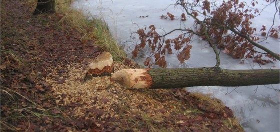 Bobr pokácel dub na behu hostivického rybníku.
