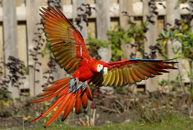 Za peníze od dárce by mohl vzniknout nový pavilon papouk. (ilustraní foto)