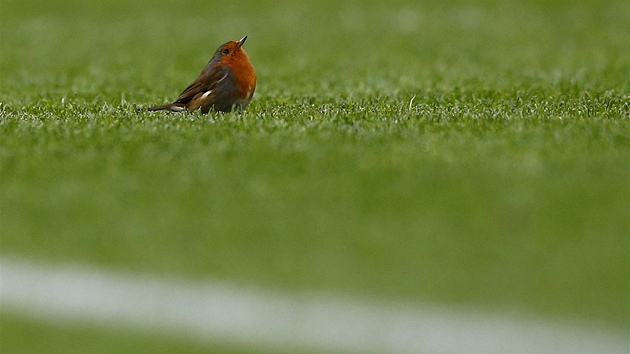 ZARISKOVAL. Pi utkn Manchesteru United se Sunderlandem se na hiti objevil i tento ptek.