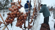 Vinaři na Slovácku sbírají ledové víno, začínají časně ráno. Vinaři na Slovácku sbírají ledové víno, začínají časně ráno.