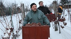 Vinai na Slovácku zaali s výrobou ledového vína.