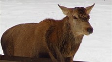 Z pozorovatelny jelen v Srní na umav bude i letos moné sledovat vzácného