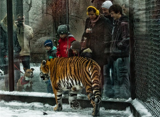 V zoo ve Dvoe Králové nad Labem bylo o Vánocích plno (24. 12. 2012)