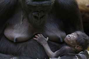 Gorila Kijivu a její novorozen