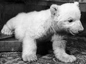 Snhulka byla prvnm mldtem medvda lednho odchovanm umle. 