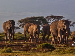 Stádo slon pechází za úsvitu národním parkem Amboseli na jihu Keni. V pozadí...