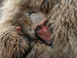 MATESKÁ LÁSKA. Mlád makaka ervenolícého se schovává v náruí své matky ped...