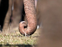 SLONÍ ZÁSTUP. Stovky slon se úastní kadoroní soute v nepálském parku...