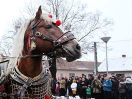 Svatotpánské ehnání koní v Lanhot.