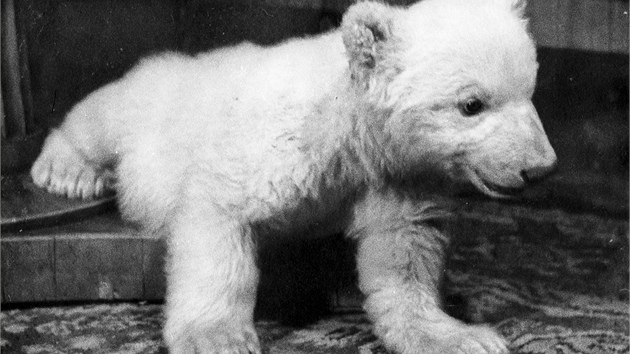 Snhulka byla prvnm mldtem medvda lednho odchovanm umle. 