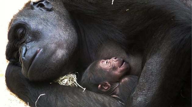 Takhle mohli na Štědrý den vidět návštěvníci Zoo Praha gorilu Kijivu s novorozeným mládětem. Africké děti takový pohled zblízka na gorily neznají, proto vznikl projekt Toulavý autobus, který si zaslouží finanční podporu.