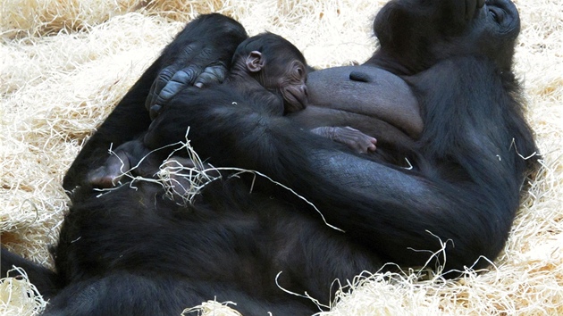 Takhle mohli na Štědrý den vidět návštěvníci Zoo Praha gorilu Kijivu s novorozeným mládětem. Africké děti takový pohled zblízka na gorily neznají, proto vznikl projekt Toulavý autobus, který si zaslouží finanční podporu.
