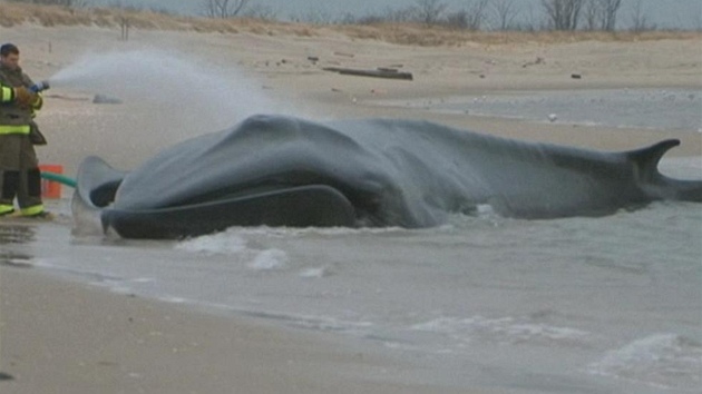 Na plái v New Yorku bojují záchranái o ivot nemocné velryby.