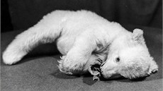 Snhulka byla prvním mládtem medvda ledního odchovaným umle. 