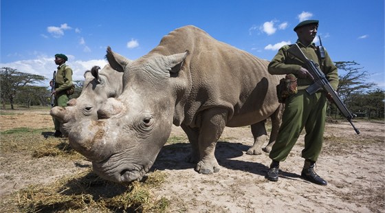 Nosoroce bílé z Dvora Králové v Africe hlídají ozbrojení stráci parku. Na...