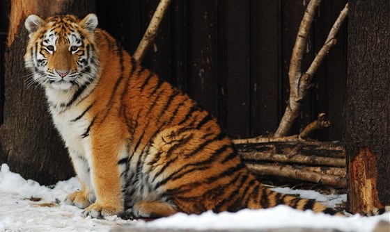 Tygí mládenec Eda si bude zvykat na zoo v litevském Kaunasu.