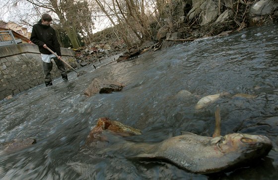 V Tismenickém potoce plavou uhynulé ryby, které se udusily bahnem z Jordánu.