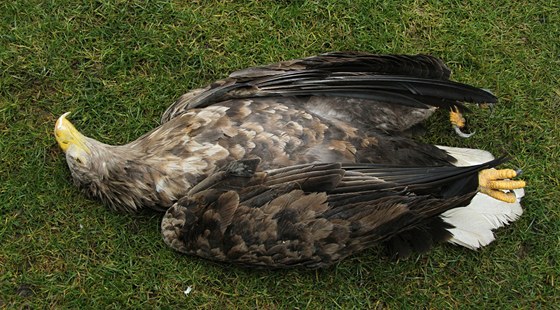 Mrtvého orla moského nael ornitolog v chránné ptaí oblasti Roalovické