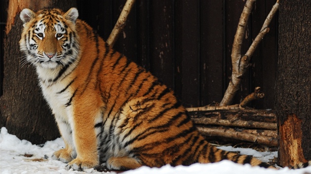 Tygí mládenec Eda si bude zvykat na zoo v litevském Kaunasu.