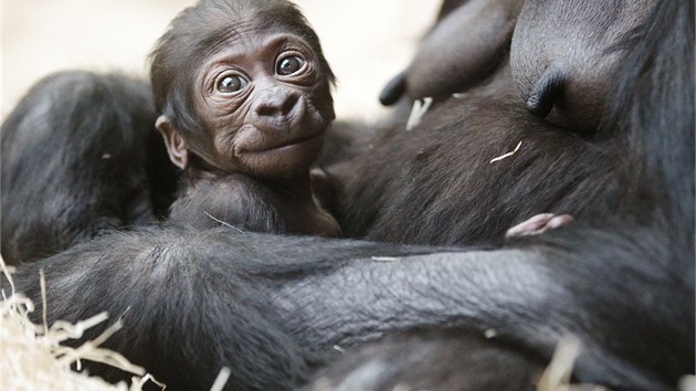 Gorilí mlád narozené 22. prosince se má ile k svtu.