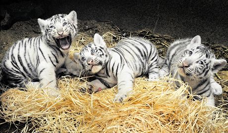 Loni návtvnosti pomohla mláata bílých tygr, letos ádná porodní bomba nevybuchne.