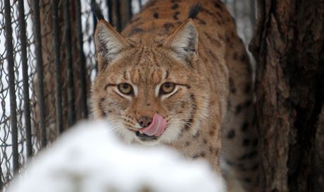 Rysy mohou lidé vidt i v mnoha zoologických zahradách.