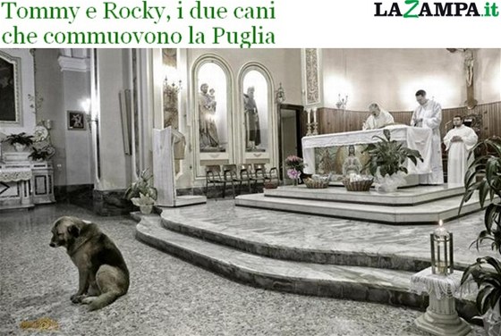 Pes Tommy po smrti paniky denn chodí do kostela, denn usedá na stejné místo.