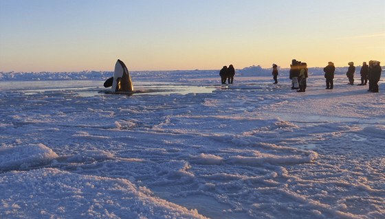 Kosatky uvázly v ledu u kanadského pobeí v Hudsonské zátoce (8. ledna 2013)