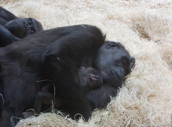 Ped koncem roku se narodilo i dalí mlád gorily.