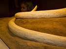 Replika kl mamuta nalezenho ve Svobodnch Dvorech je k vidn v muzeu pravku...