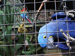 V prask zoo dostali vnon stromky ke svain i papouci Ara.