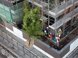 Dlnci zanaj osazovat balkony a terasy vzrostlmi stromy. 