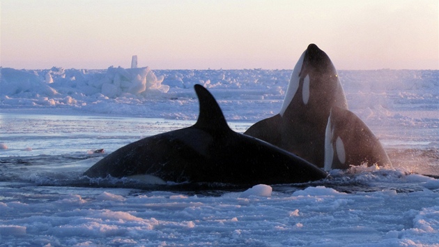Kosatky uvzly v ledu u kanadskho pobe v Hudsonsk ztoce (8. ledna 2013)