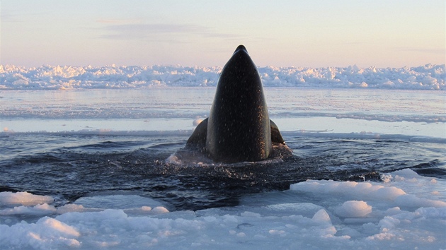 Kosatky uvzly v ledu u kanadskho pobe v Hudsonsk ztoce (8. ledna 2013)
